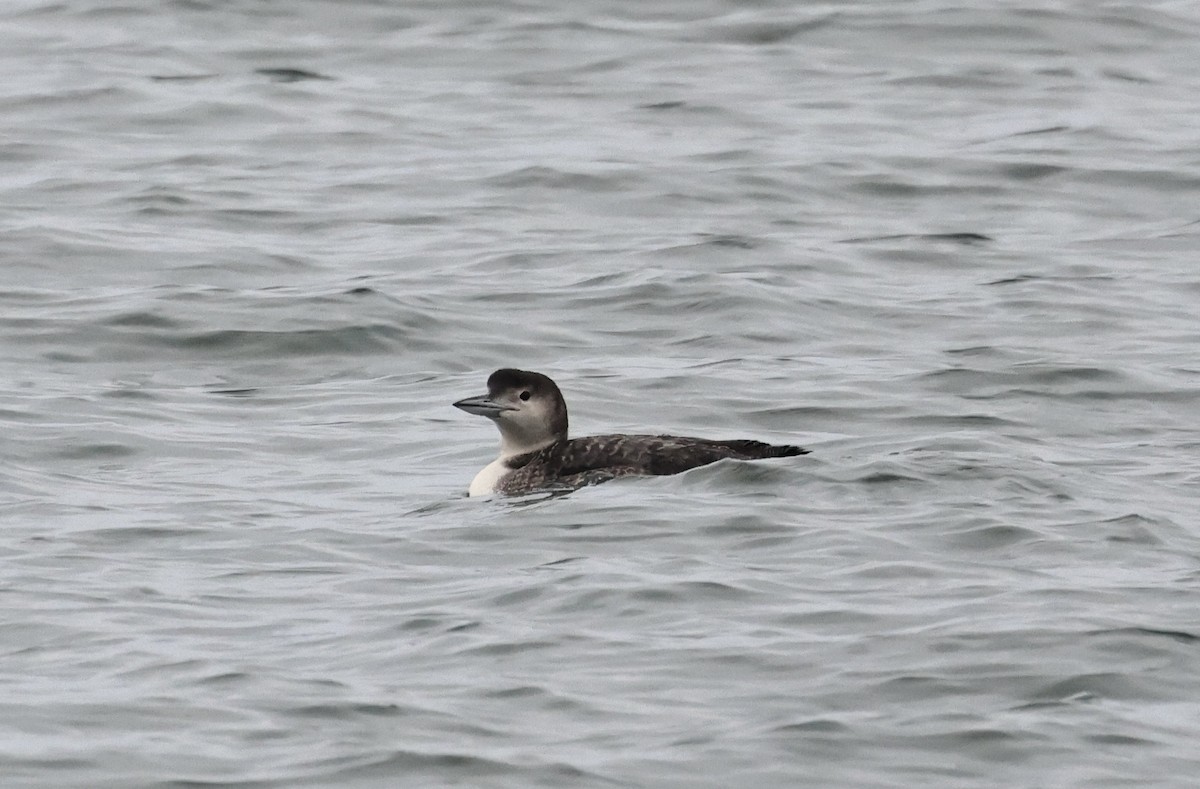 Plongeon huard - ML646715227