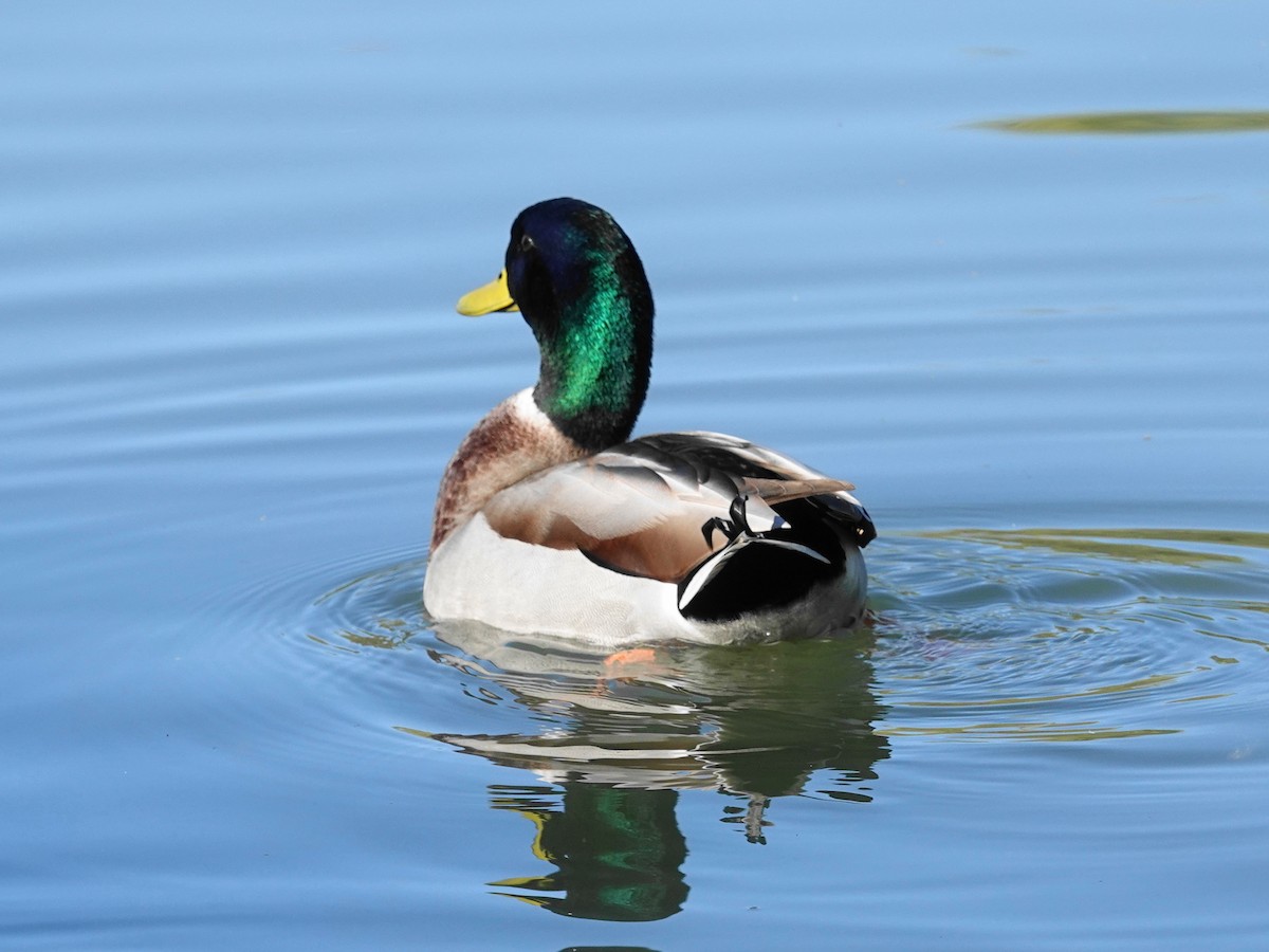 Mallard - ML646715228
