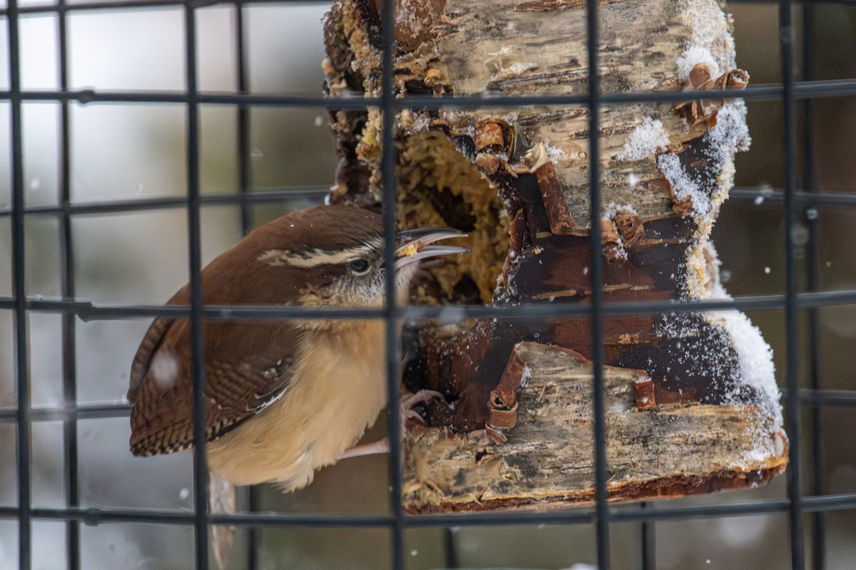 Carolina Wren - ML646715229