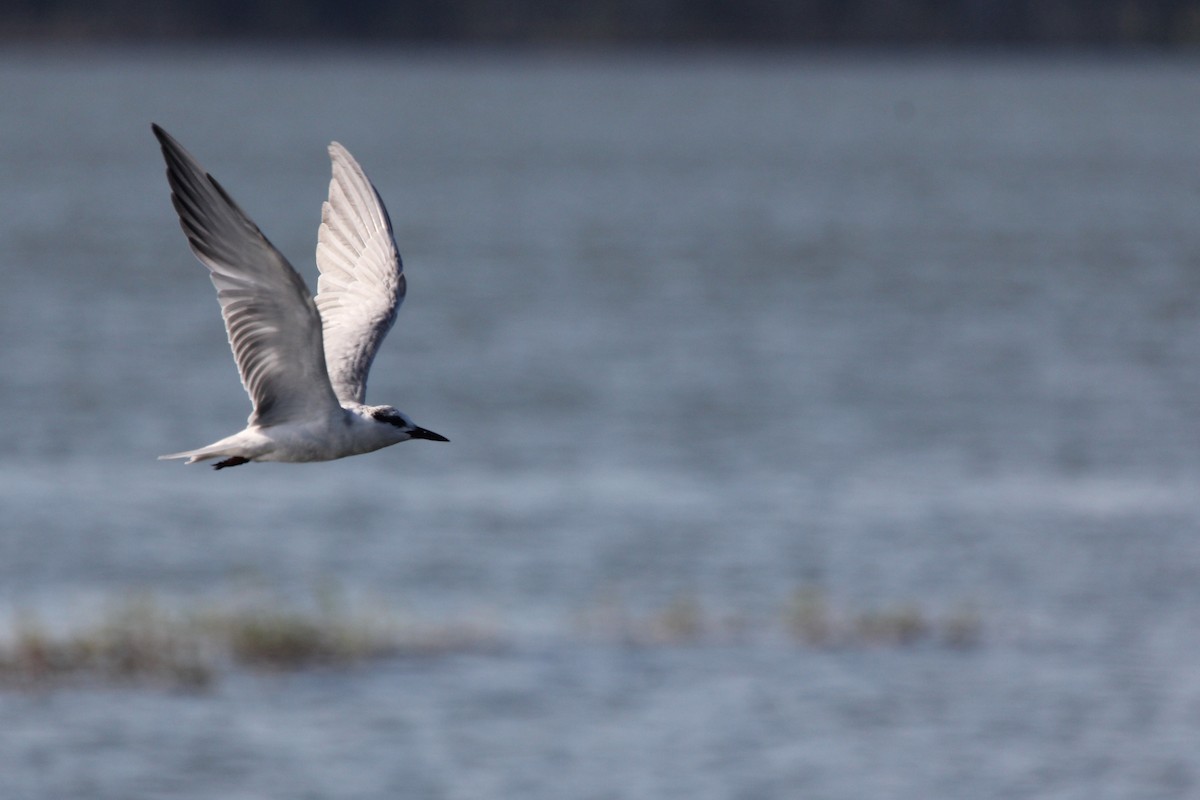 クロハラアジサシ - ML646715231