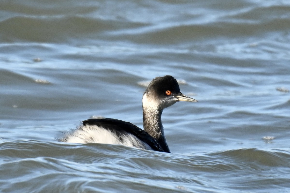 Grèbe à cou noir - ML646715232