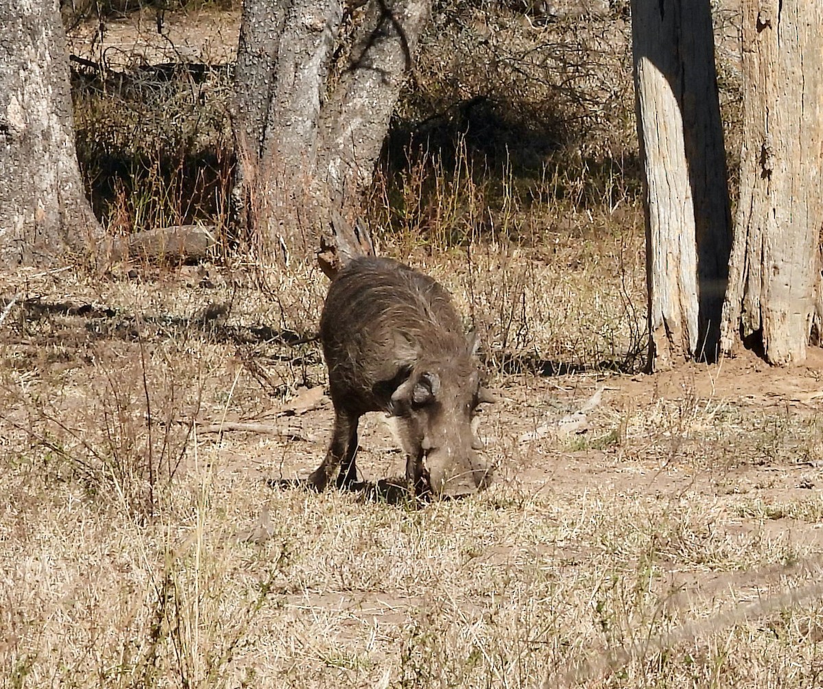 Cape Warthog - ML646715233
