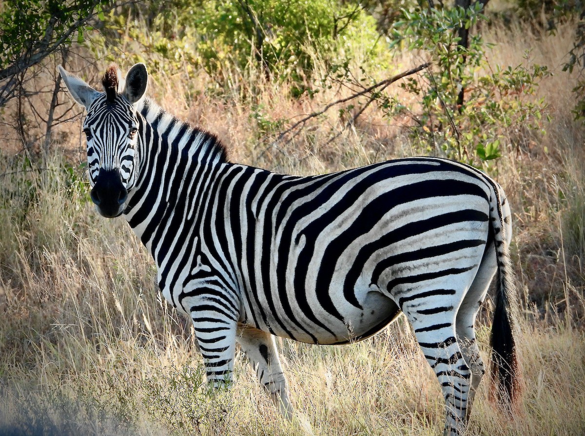 Steppenzebra - ML646715235