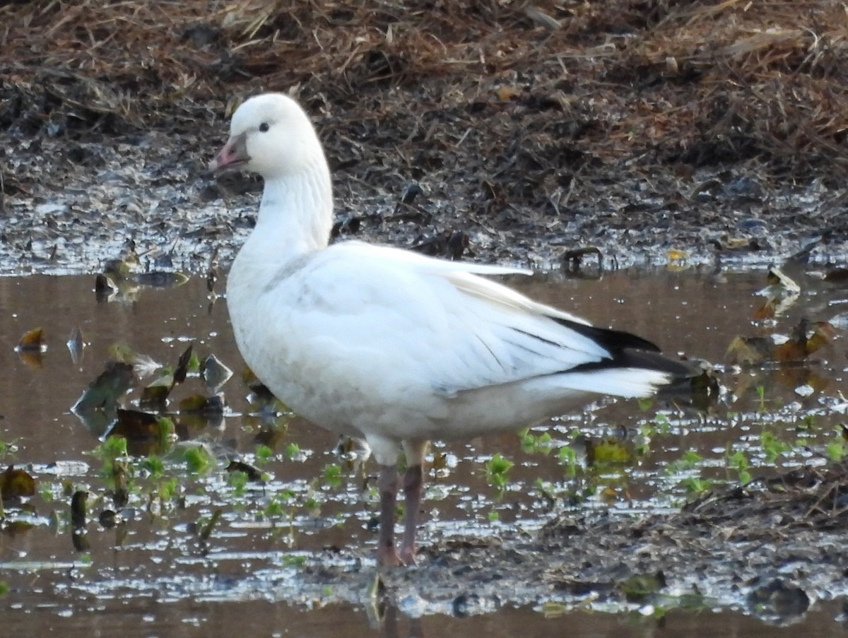 Küçük Kar Kazı - ML646715236