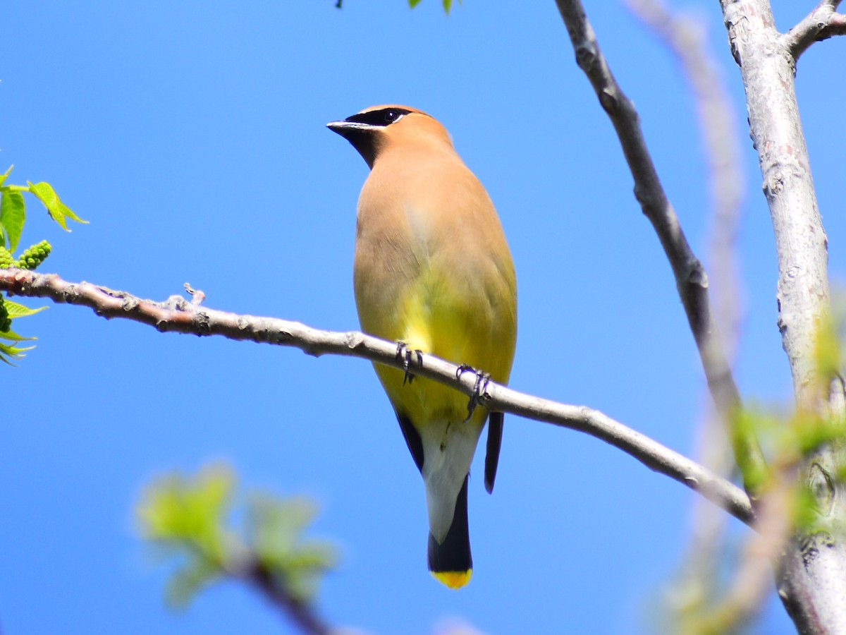 ヒメレンジャク - ML646715237