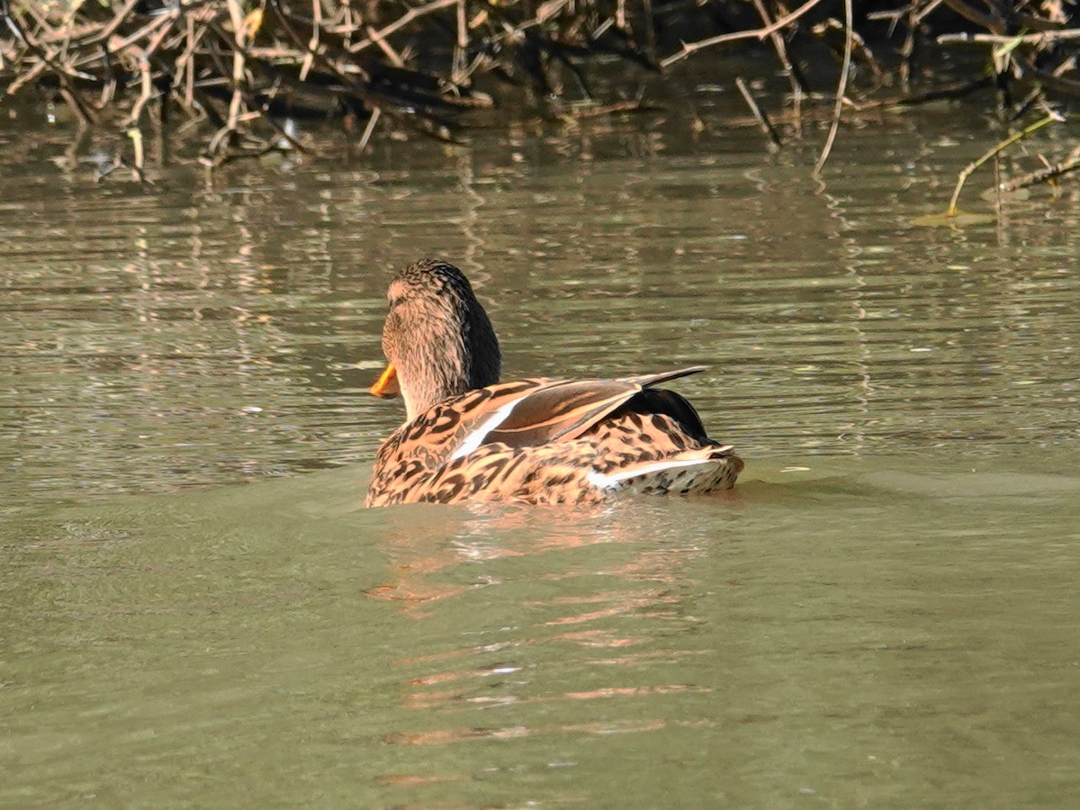 Mallard - ML646715238