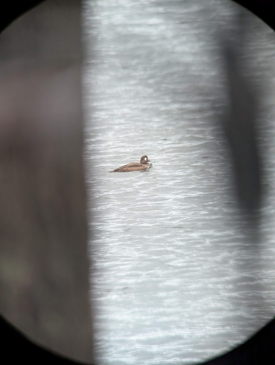 White-winged Scoter - ML646715239