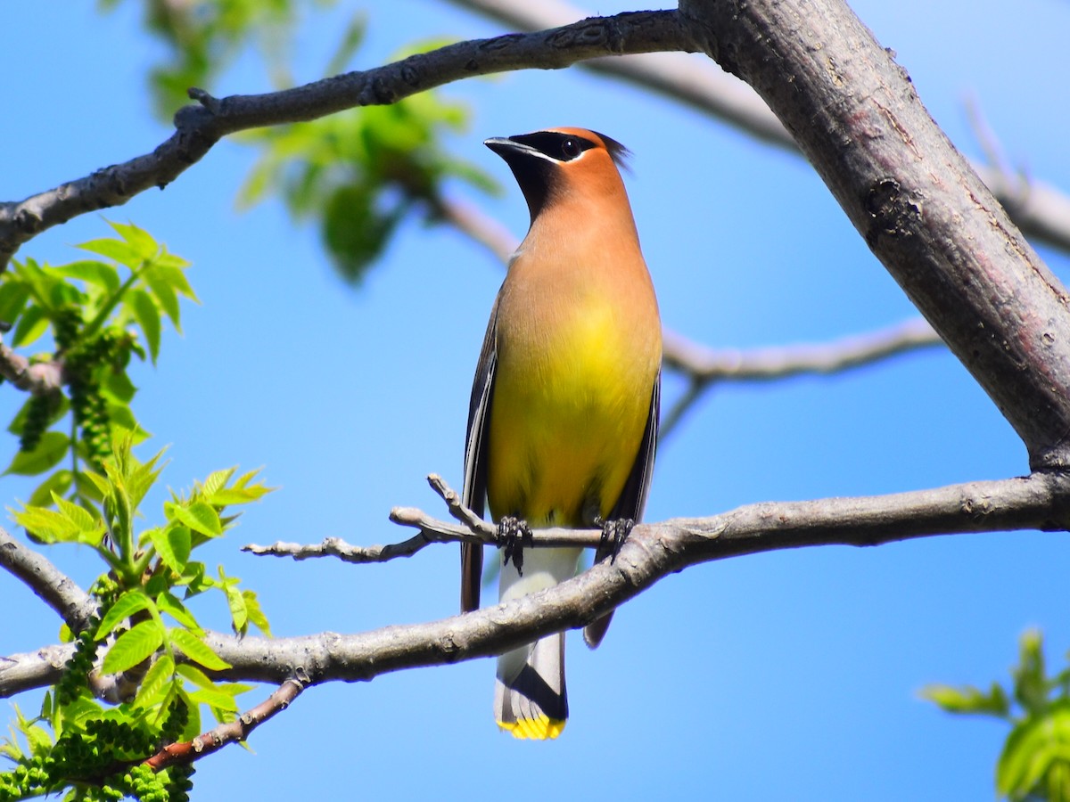 ヒメレンジャク - ML646715240