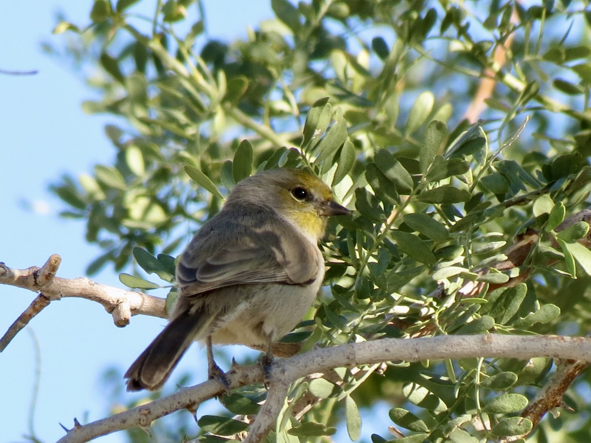 Verdin - ML646715241