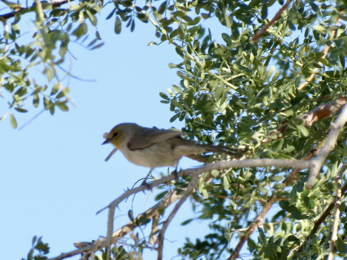 Verdin - ML646715242