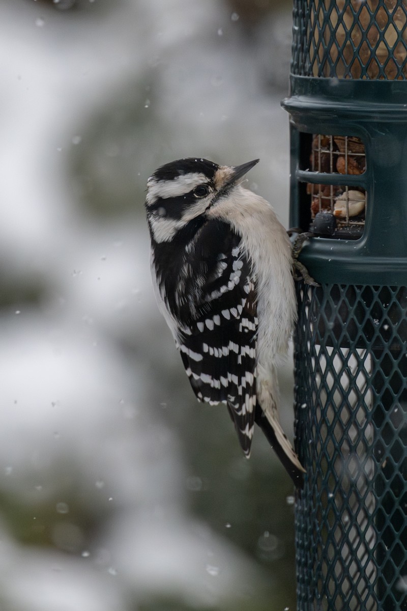 Downy Woodpecker - ML646715243
