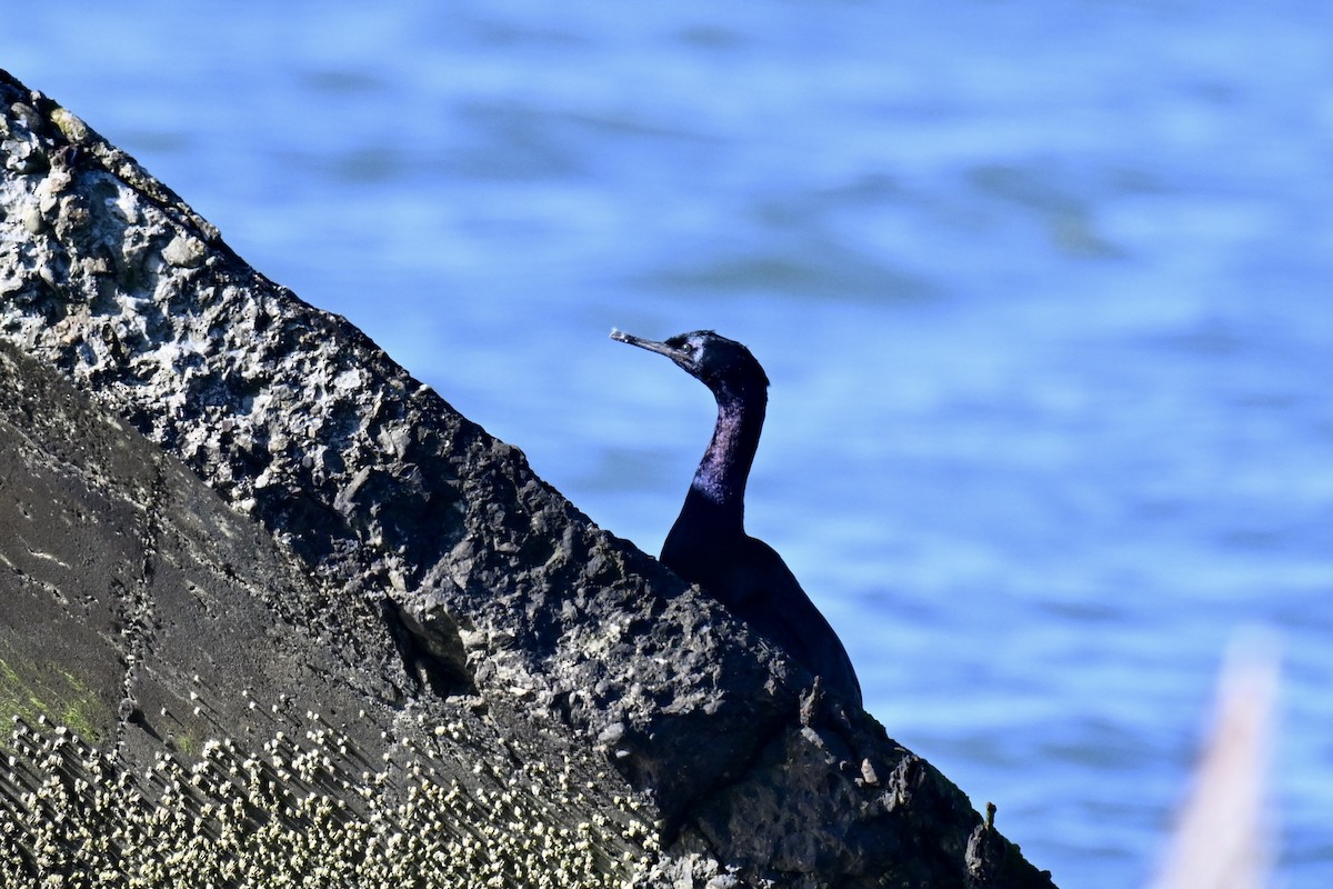 Meerscharbe - ML646715245