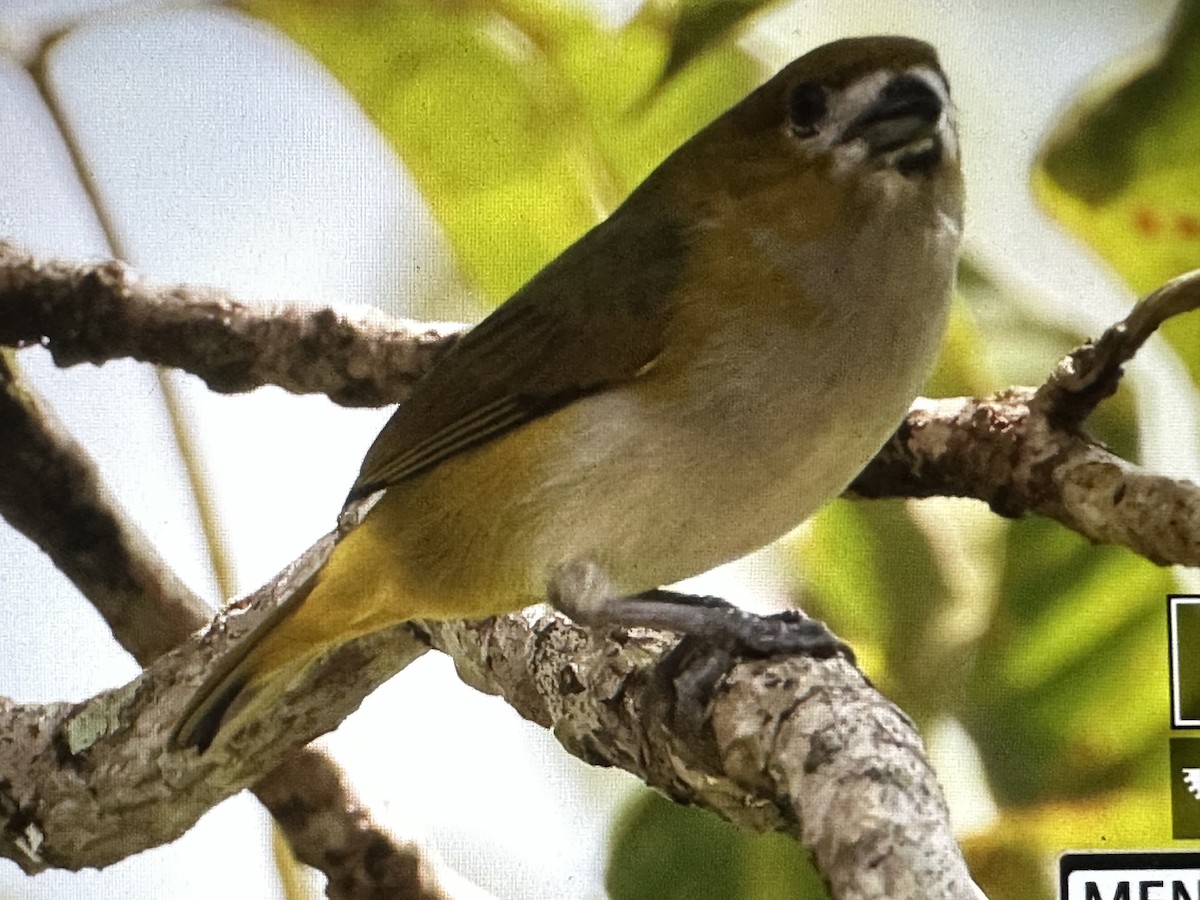 Golden-bellied Euphonia - ML646715250