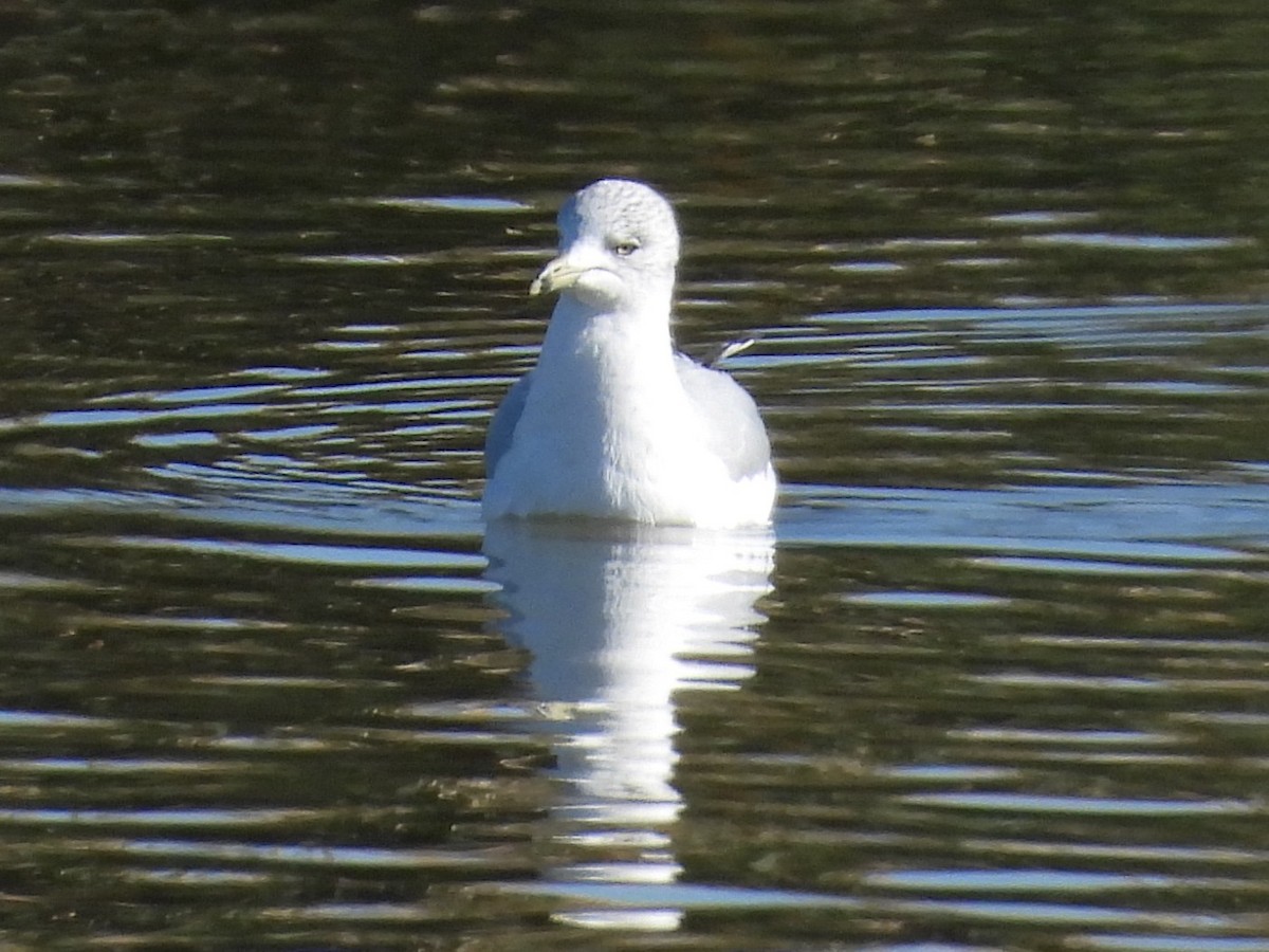 Ring-billed Gull - ML646715251