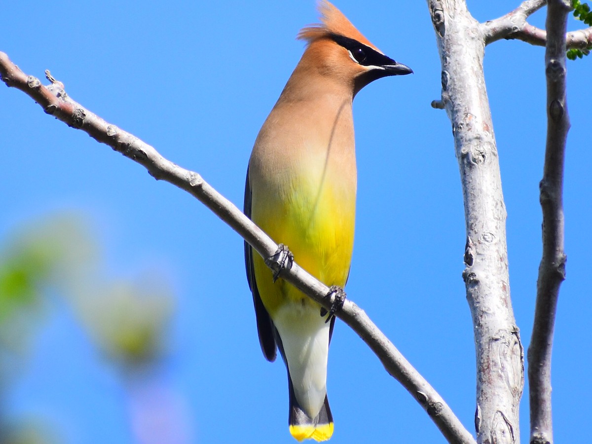 ヒメレンジャク - ML646715253