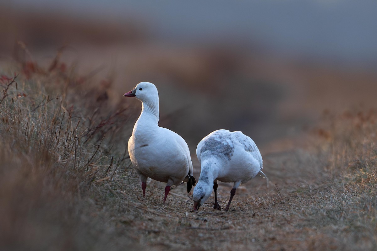 ヒメハクガン - ML646715254