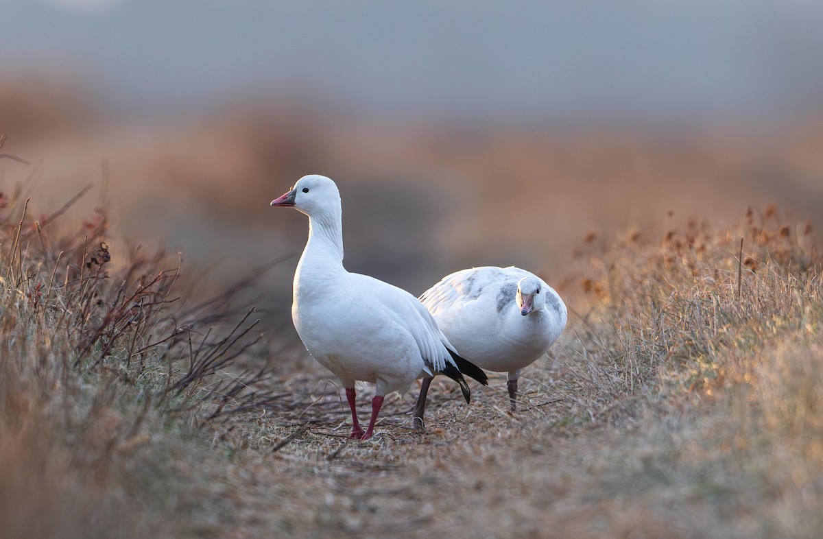 ヒメハクガン - ML646715255