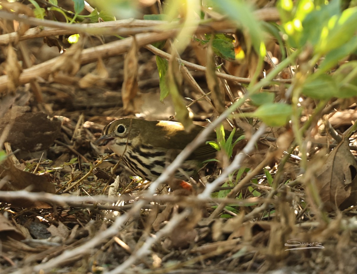 נחלית זהובת-כיפה - ML646715256