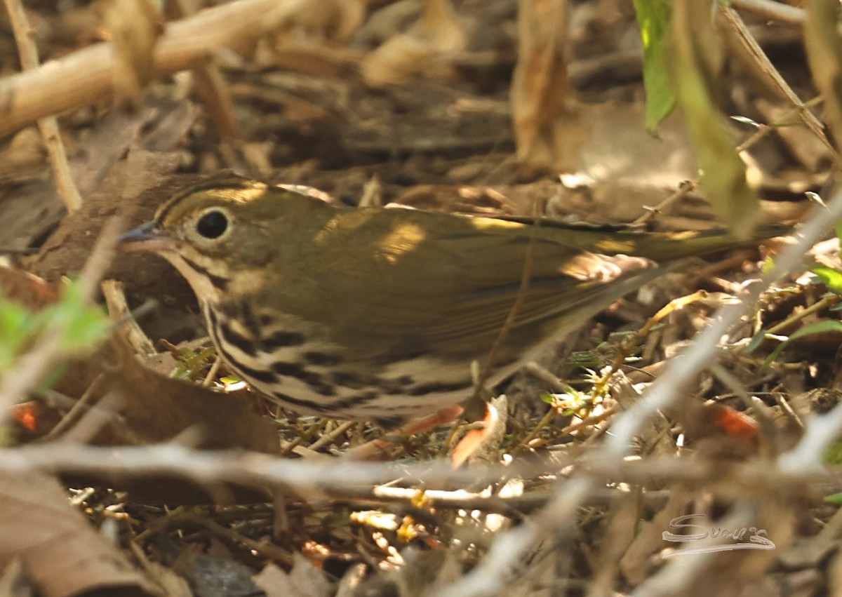 נחלית זהובת-כיפה - ML646715257