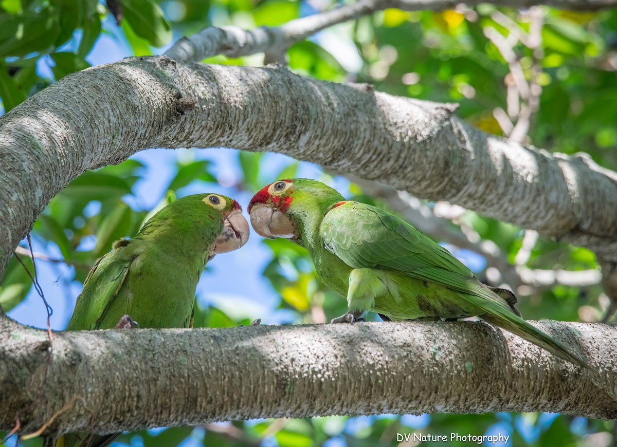 Red-masked Parakeet - ML646715258