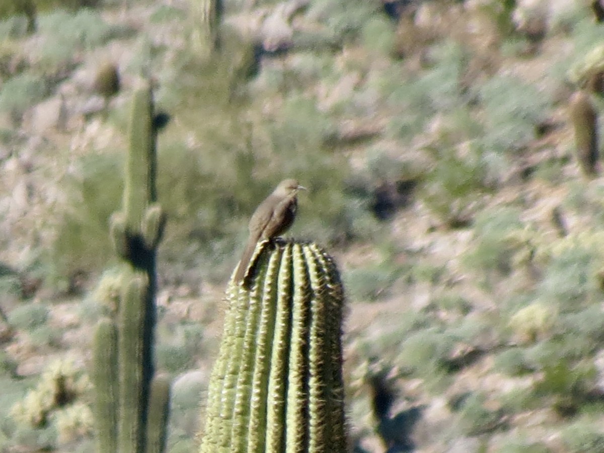Curve-billed Thrasher - ML646715259