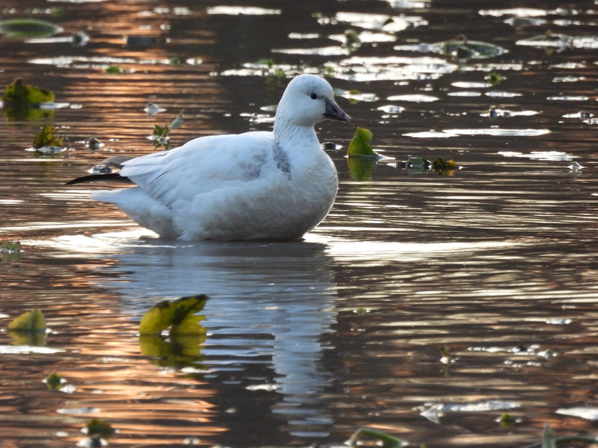 Küçük Kar Kazı - ML646715263