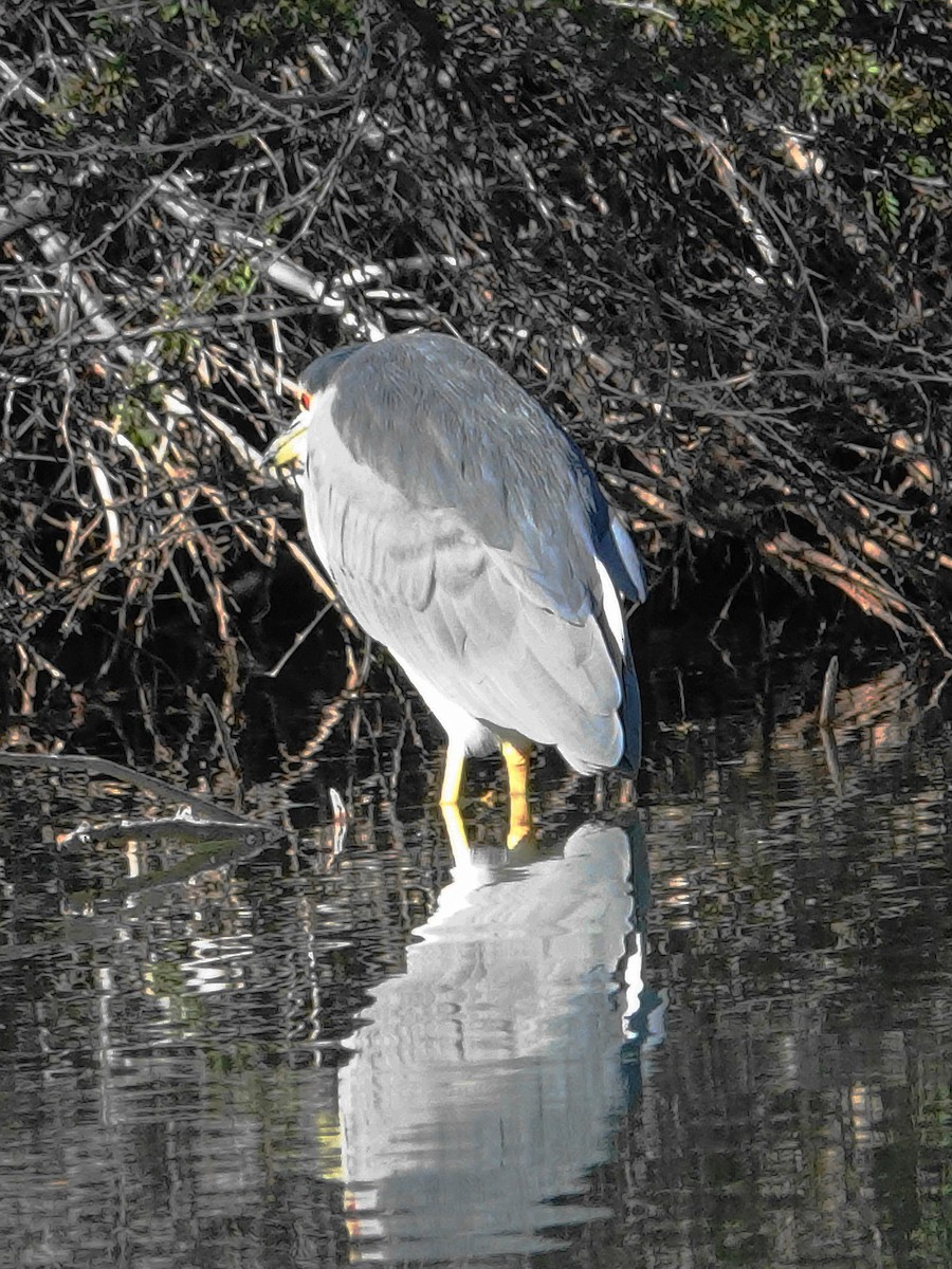 Black-crowned Night Heron - ML646715264