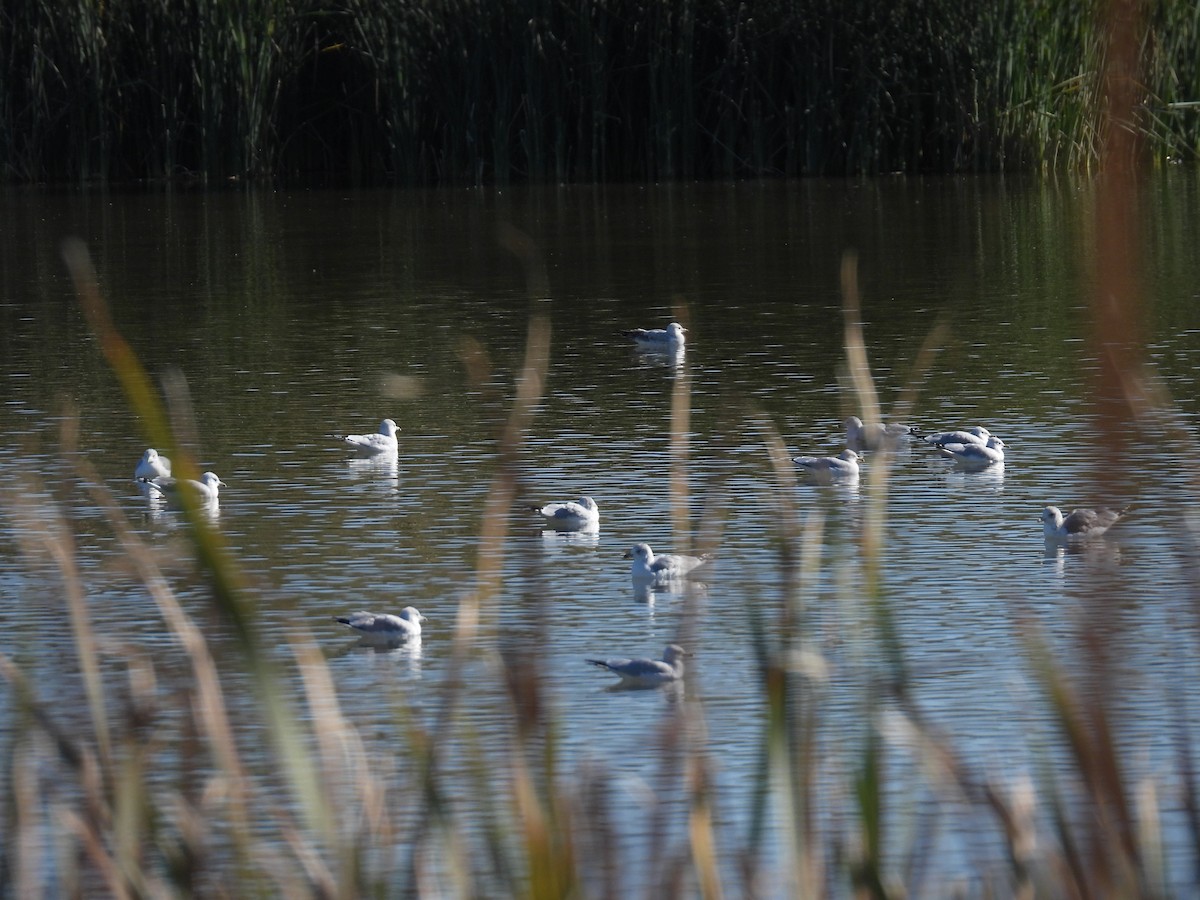 Ring-billed Gull - ML646715265