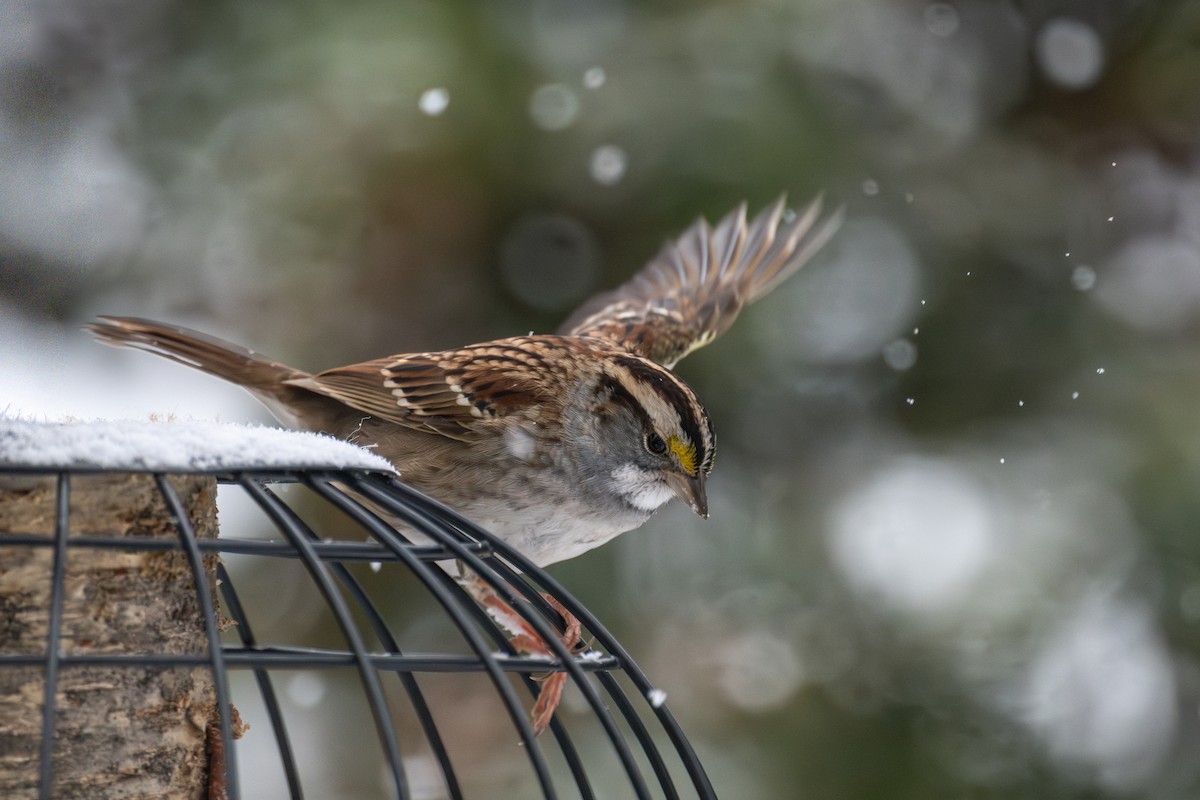 White-throated Sparrow - ML646715266