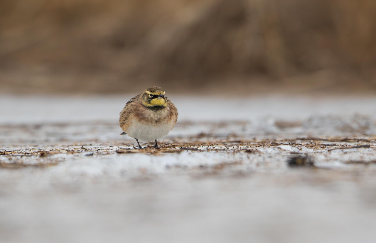 Allodola golagialla - ML646715268