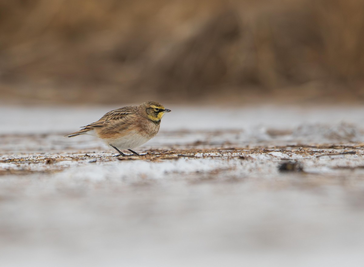 Allodola golagialla - ML646715269