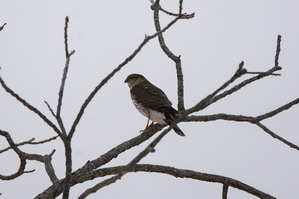 アシボソハイタカ - ML646715272