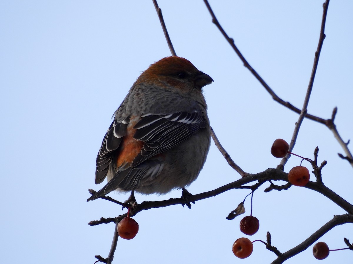 Pine Grosbeak - ML646715275