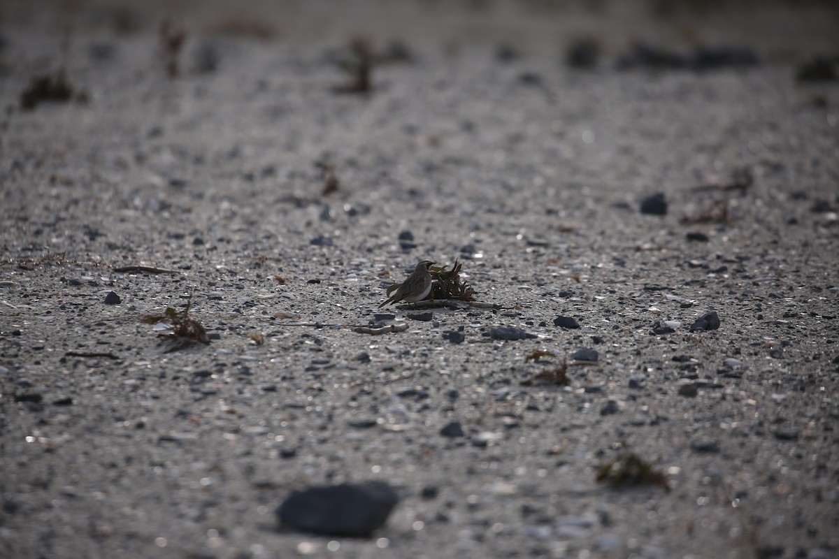 Horned Lark - ML646715276