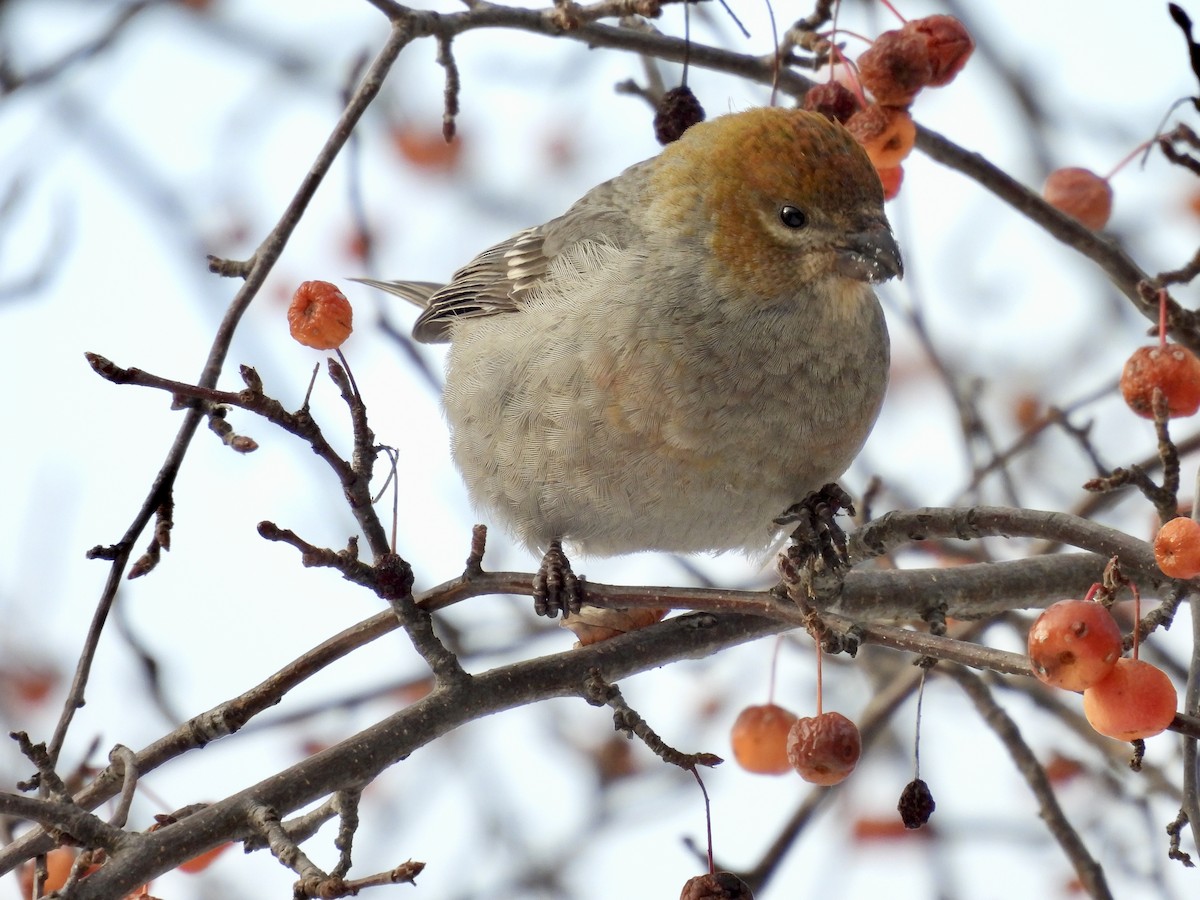 Pine Grosbeak - ML646715277