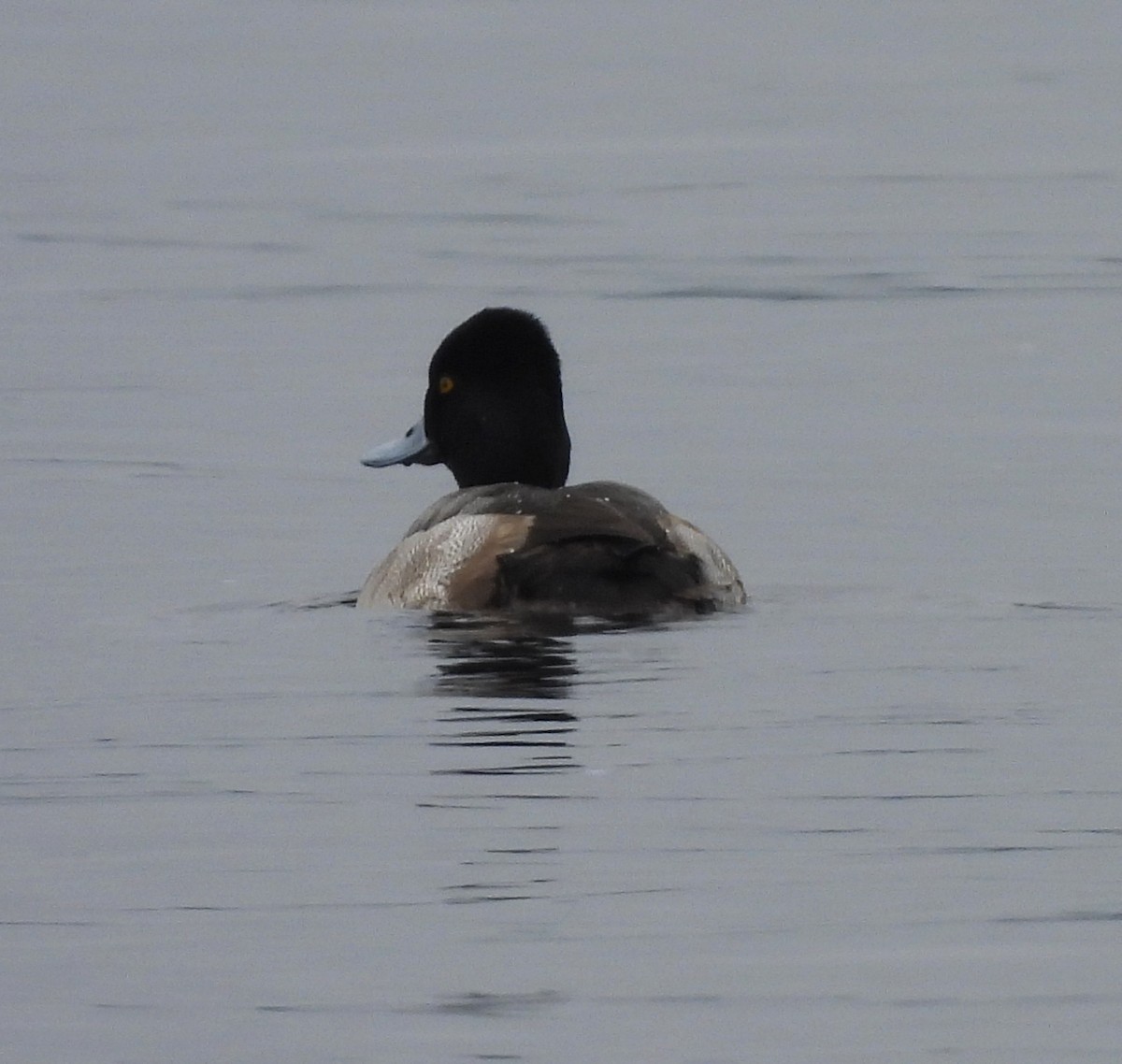 Lesser Scaup - ML646715278