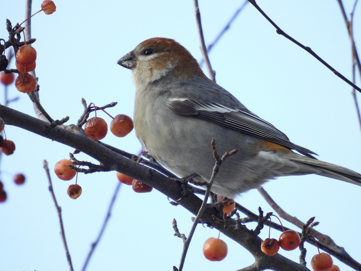 Pine Grosbeak - ML646715279