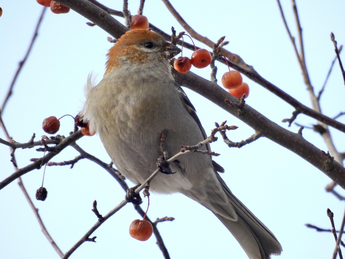 Pine Grosbeak - ML646715280