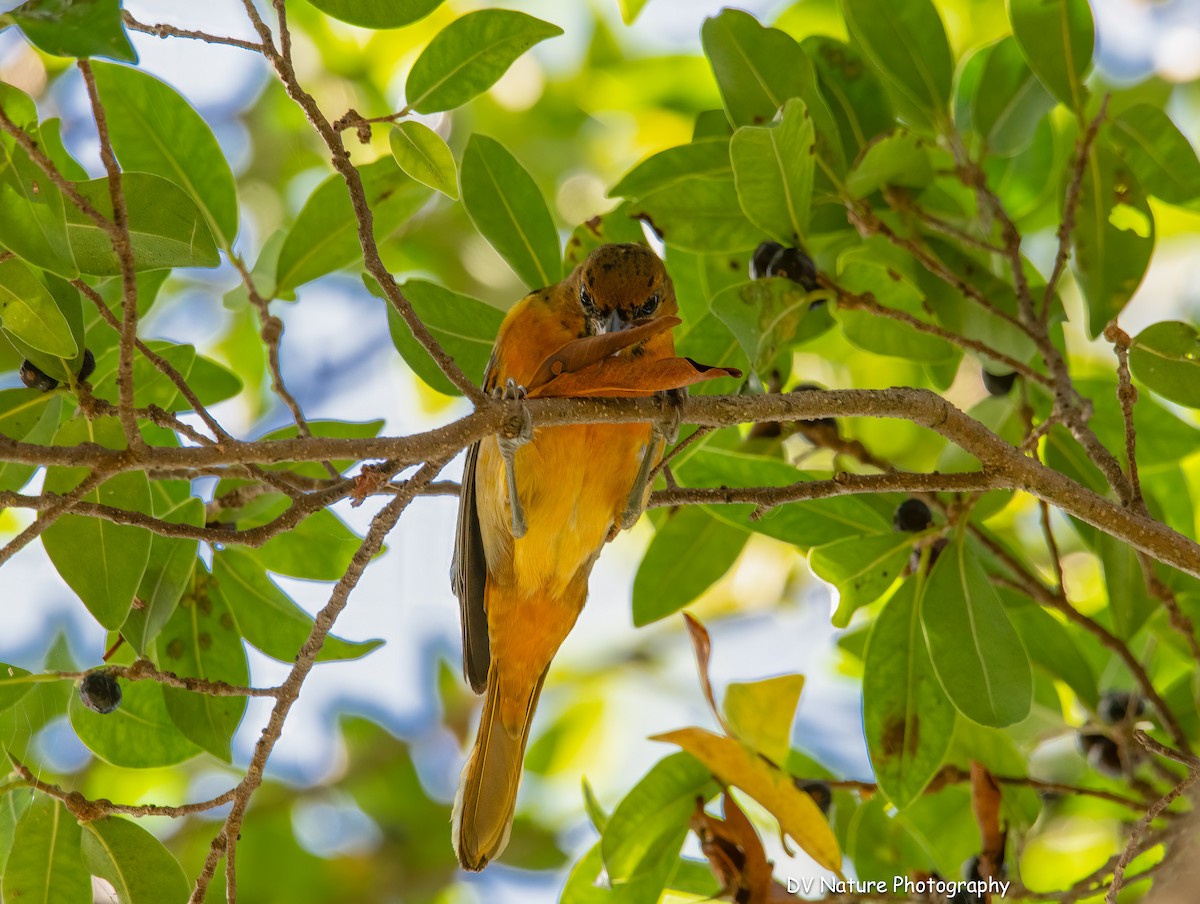 Baltimore Oriole - ML646715281