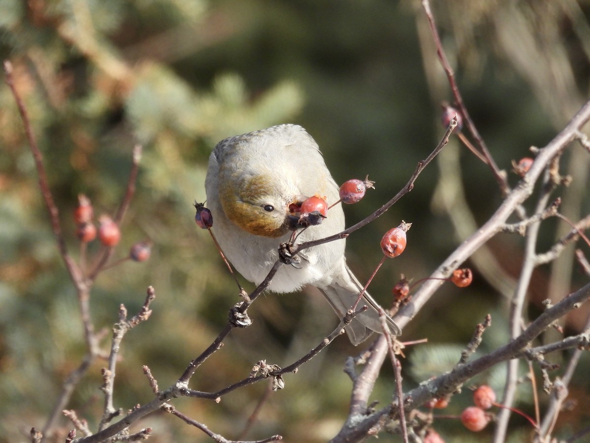 Pine Grosbeak - ML646715282