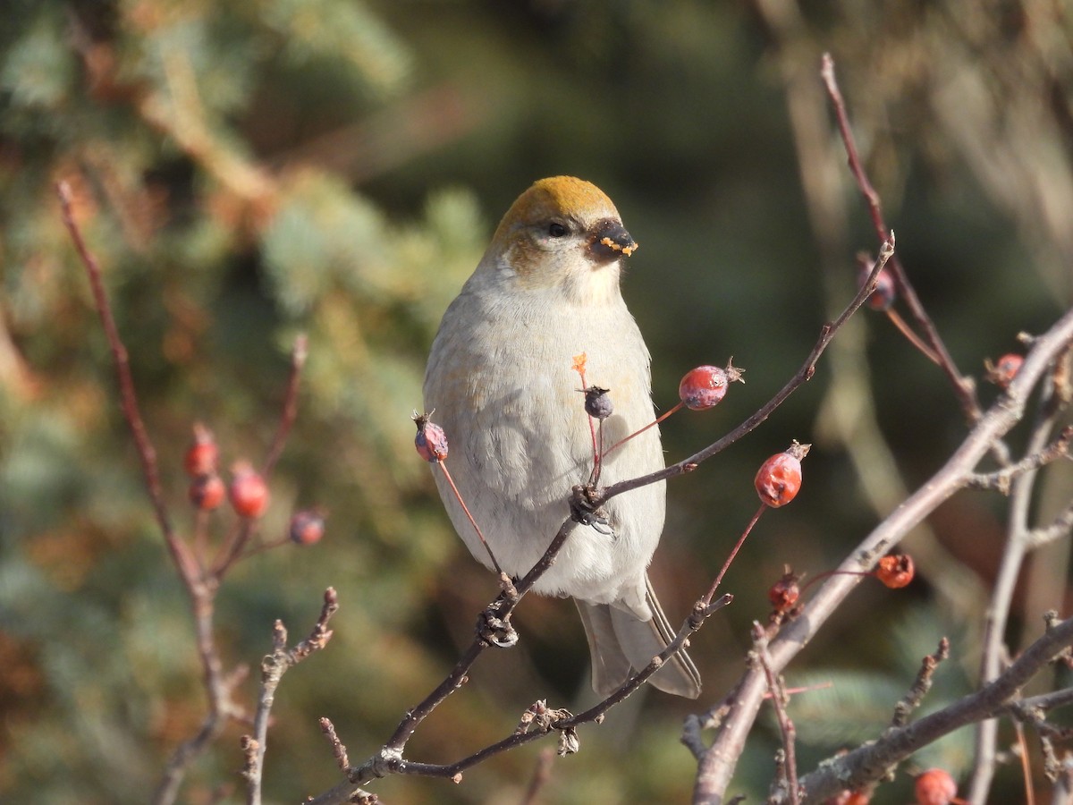 Pine Grosbeak - ML646715287