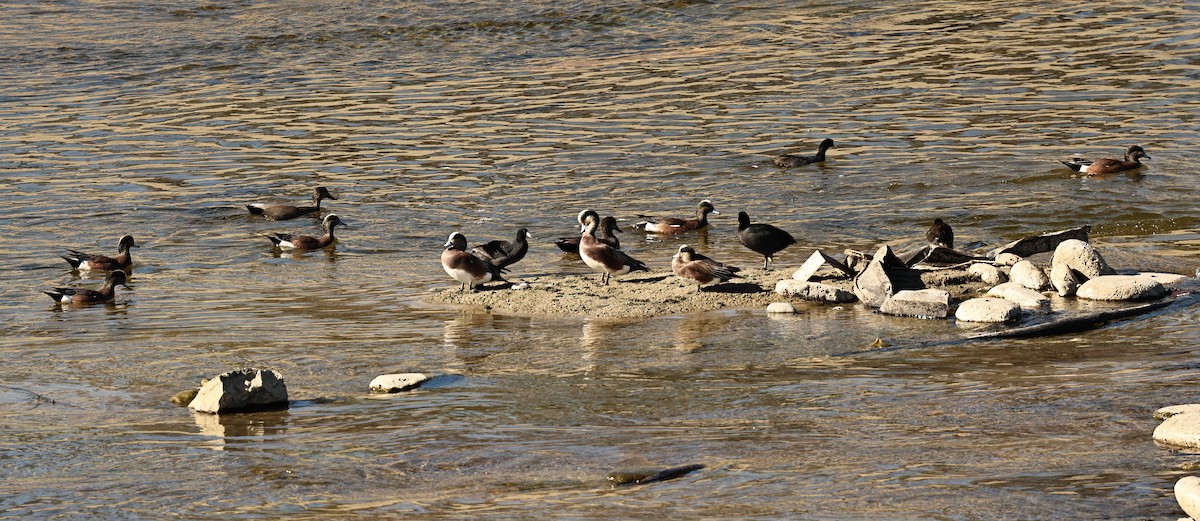 American Wigeon - ML646715288