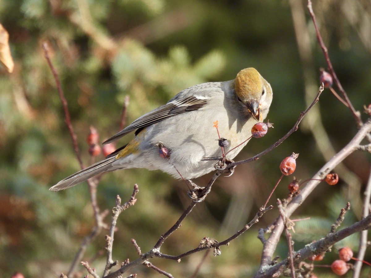 Pine Grosbeak - ML646715289