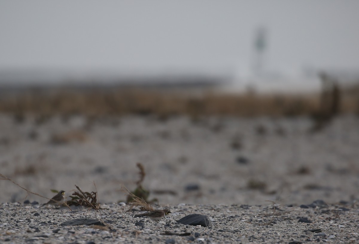 Horned Lark - ML646715290