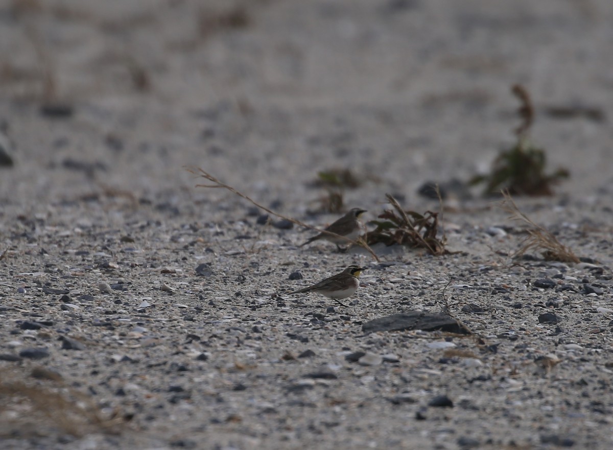 Horned Lark - ML646715291