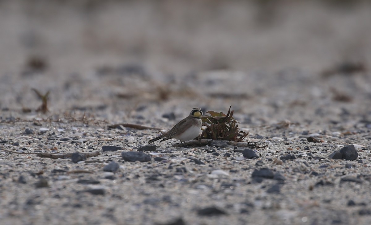 Horned Lark - ML646715292