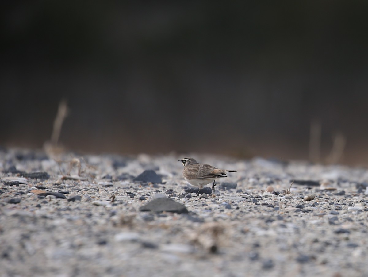 Horned Lark - ML646715293