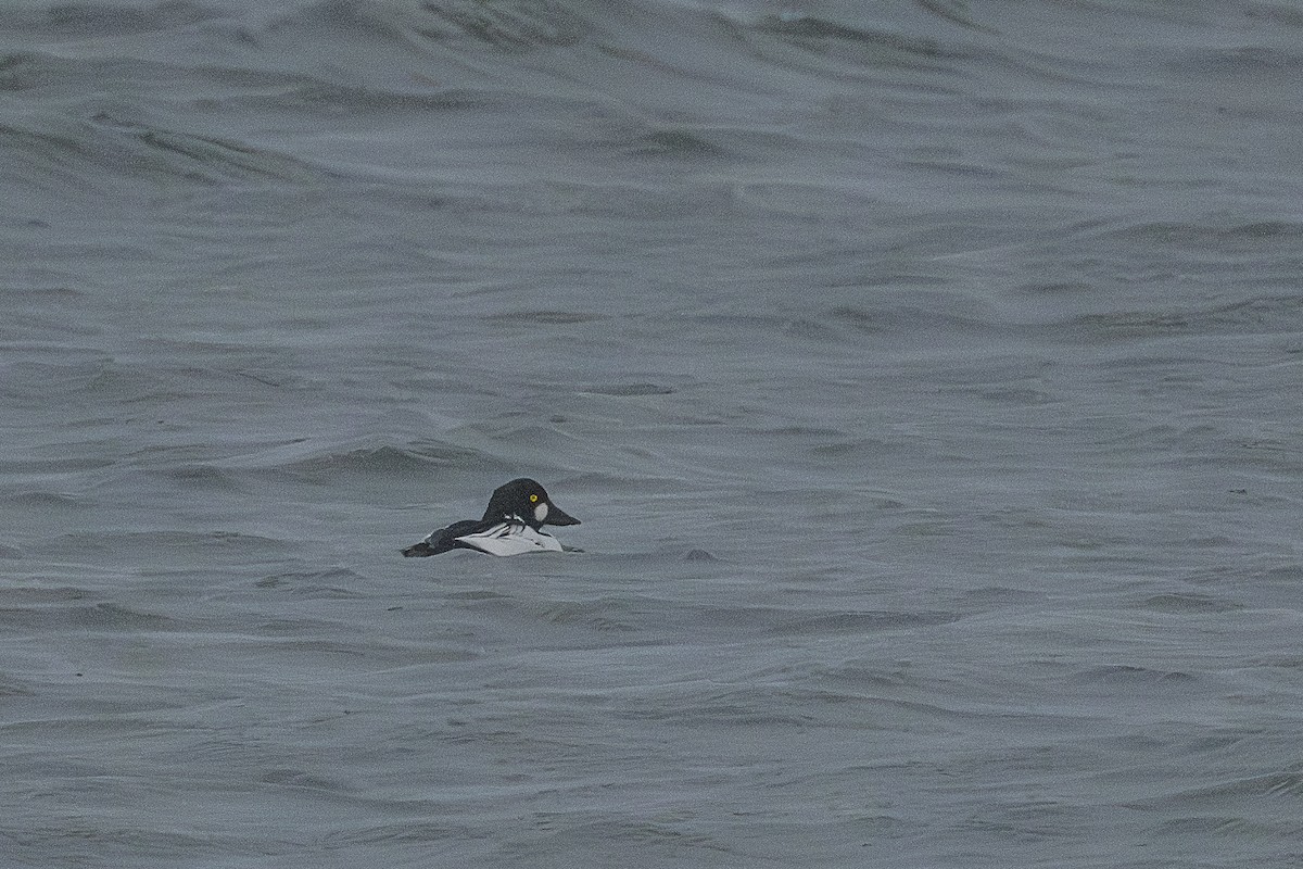 Гоголь зеленоголовий - ML646715294