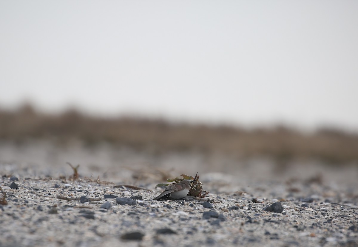 Horned Lark - ML646715295