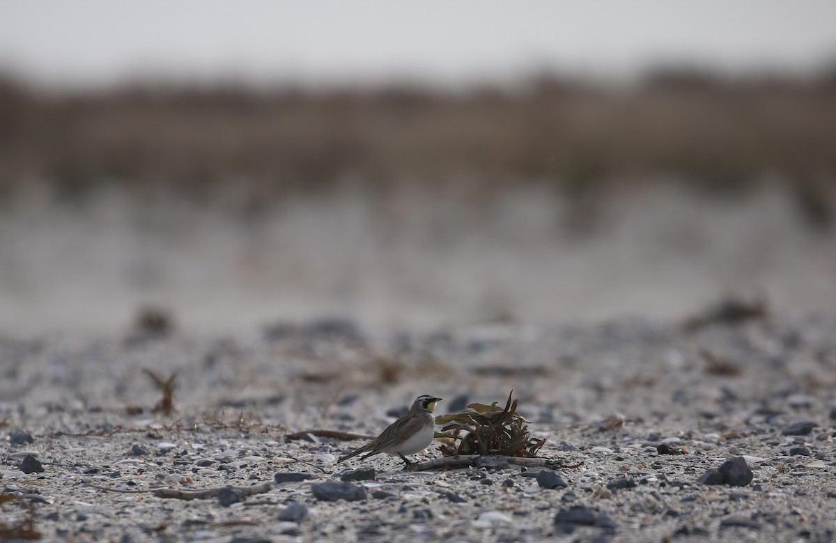 Horned Lark - ML646715296